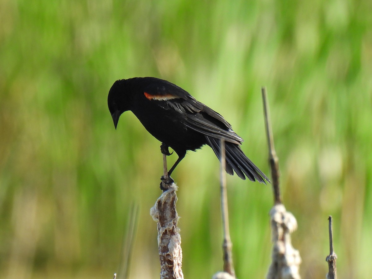 Red-winged Blackbird - ML620992531