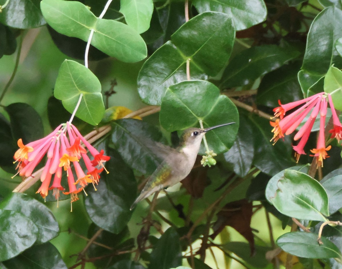 Ruby-throated Hummingbird - ML620992558