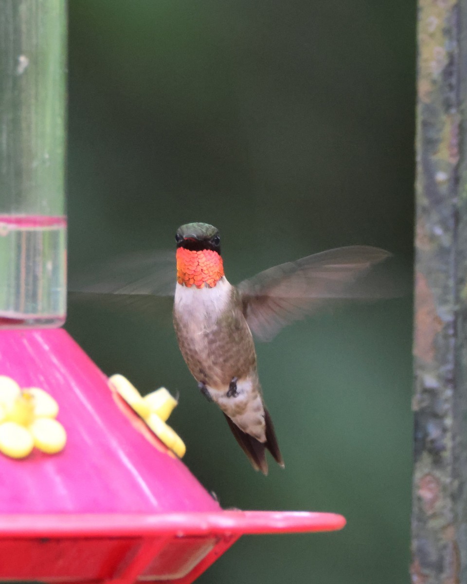 Ruby-throated Hummingbird - Kathryn Mattingly