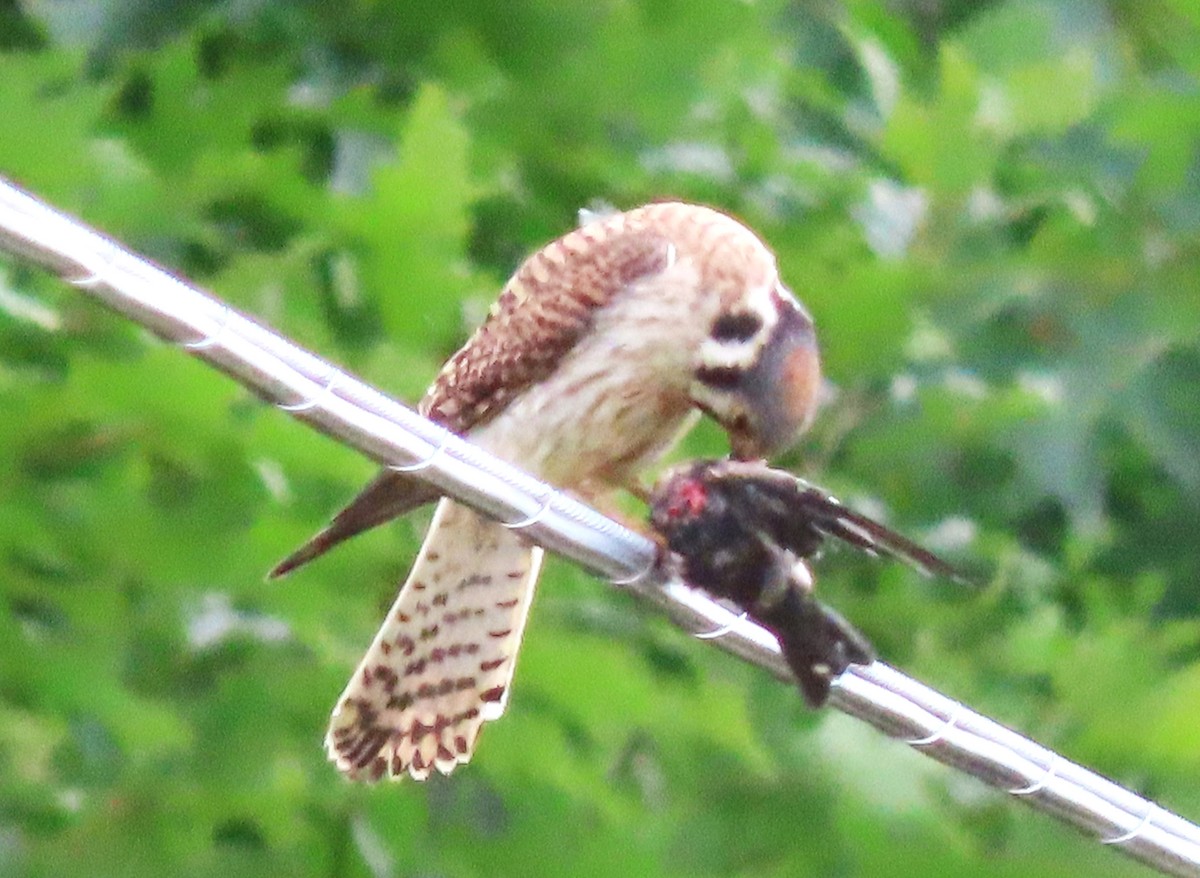 American Kestrel - ML620992598