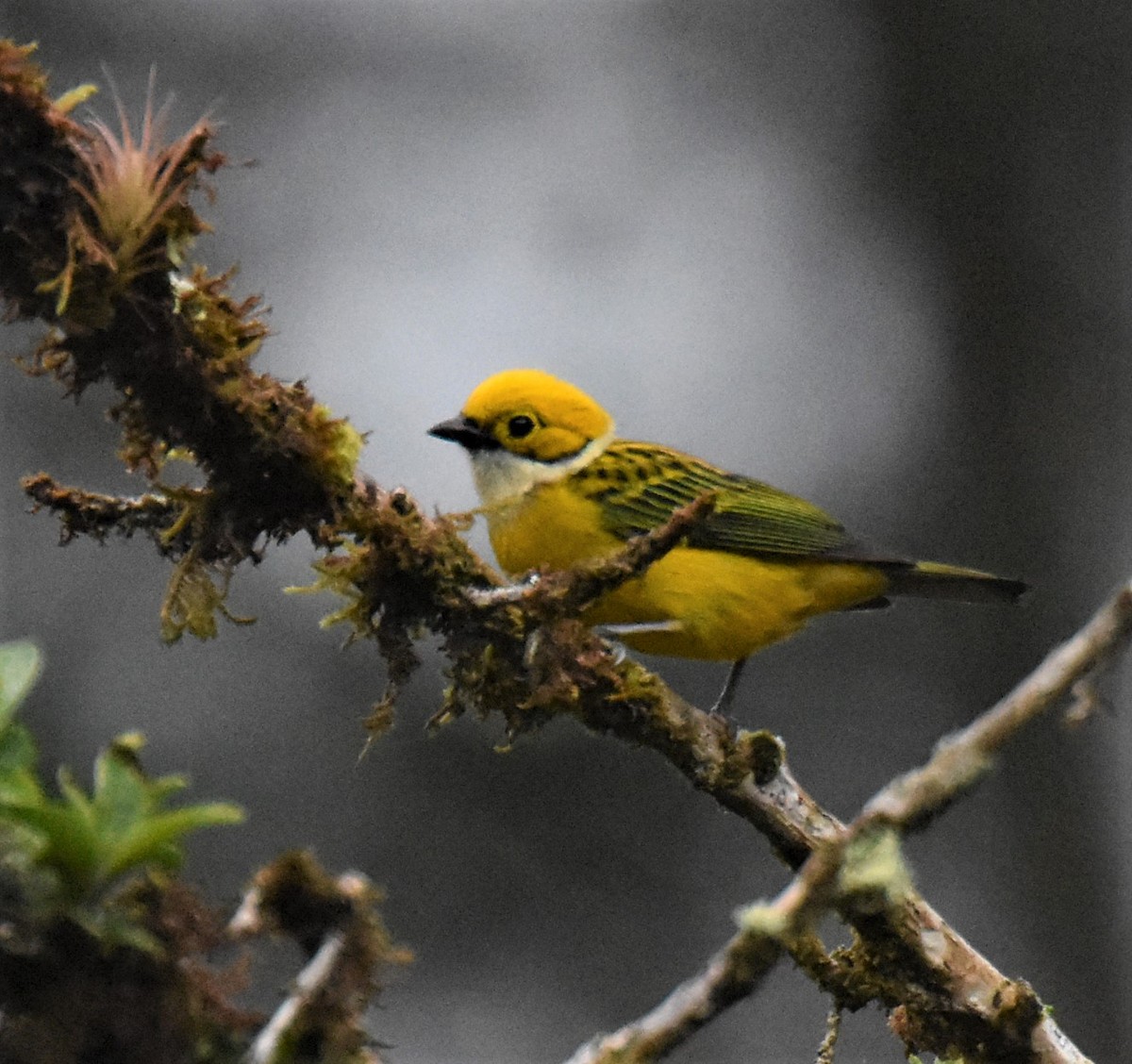 Silver-throated Tanager - ML620992637