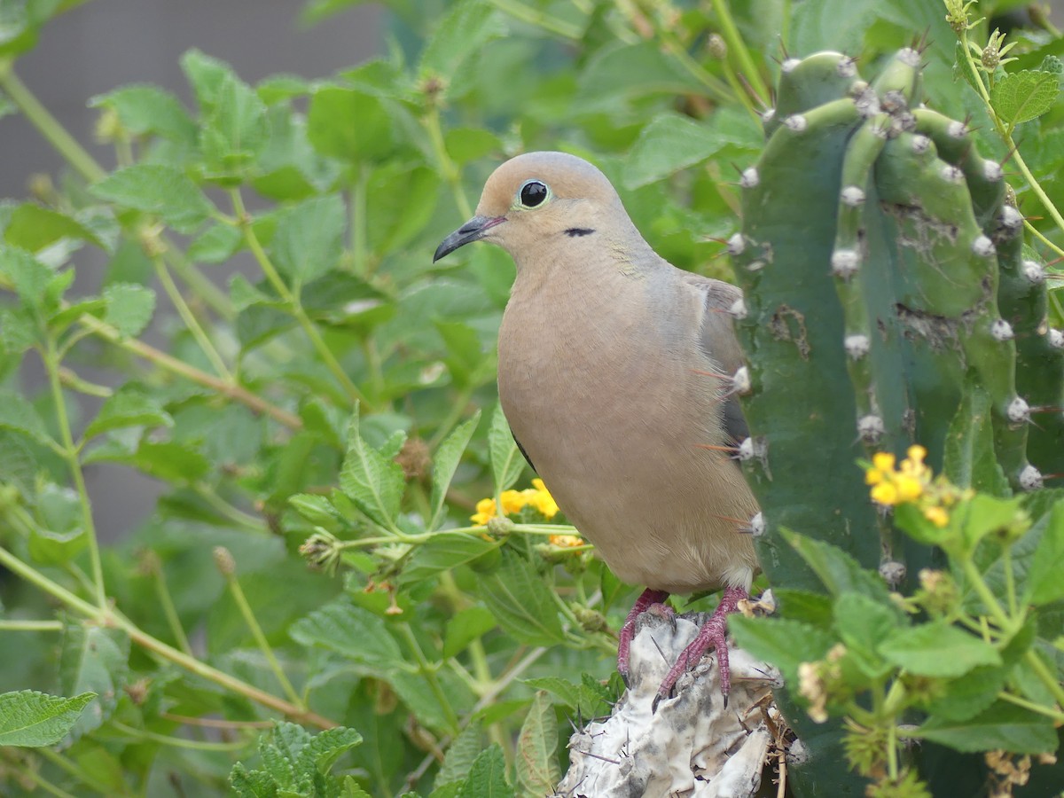 Mourning Dove - Dennis Wolter