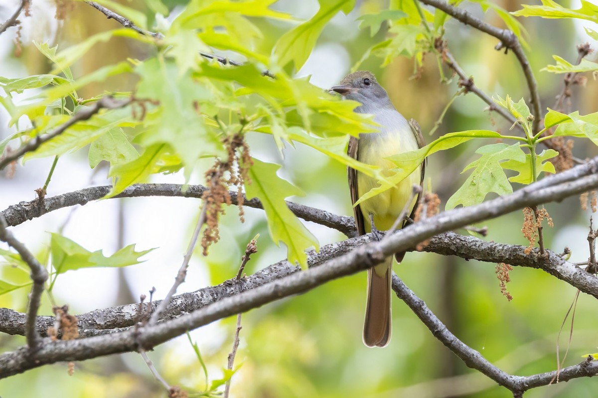 Great Crested Flycatcher - ML620992757