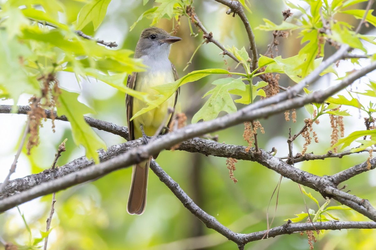 Great Crested Flycatcher - ML620992759