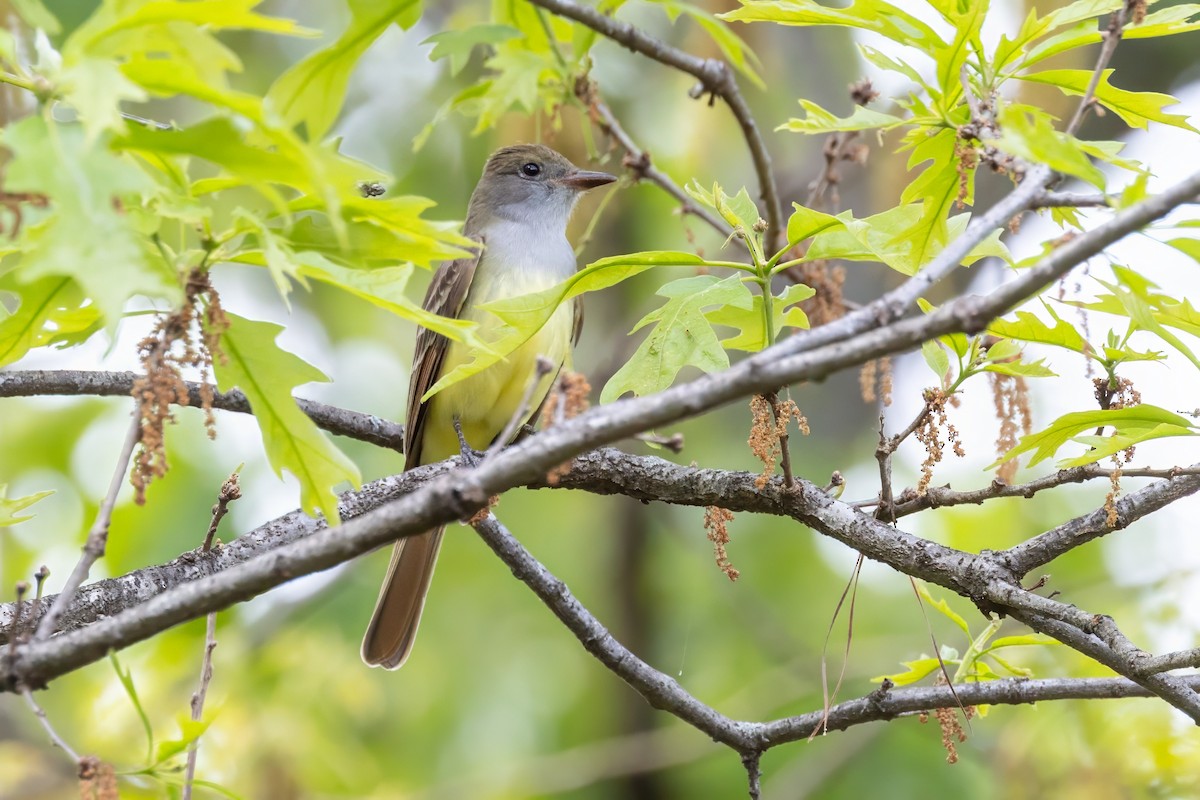 Great Crested Flycatcher - ML620992760