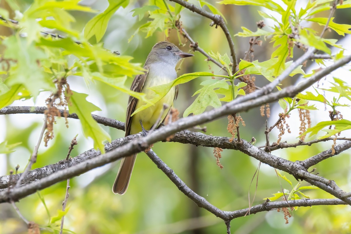 Great Crested Flycatcher - ML620992763
