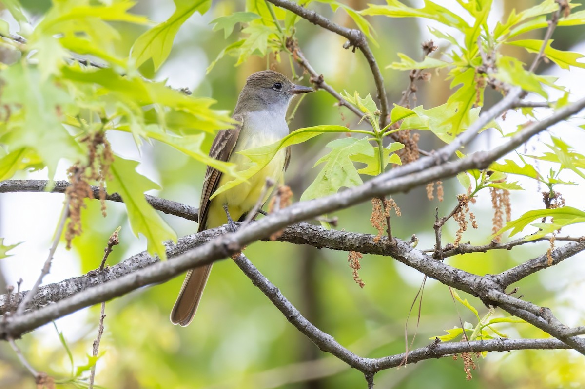 Great Crested Flycatcher - ML620992764