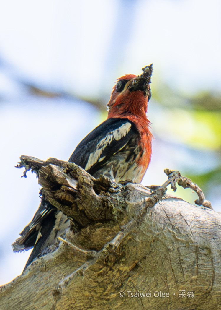 Red-breasted Sapsucker - Tsaiwei Olee
