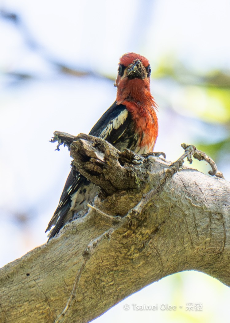 Red-breasted Sapsucker - ML620992776