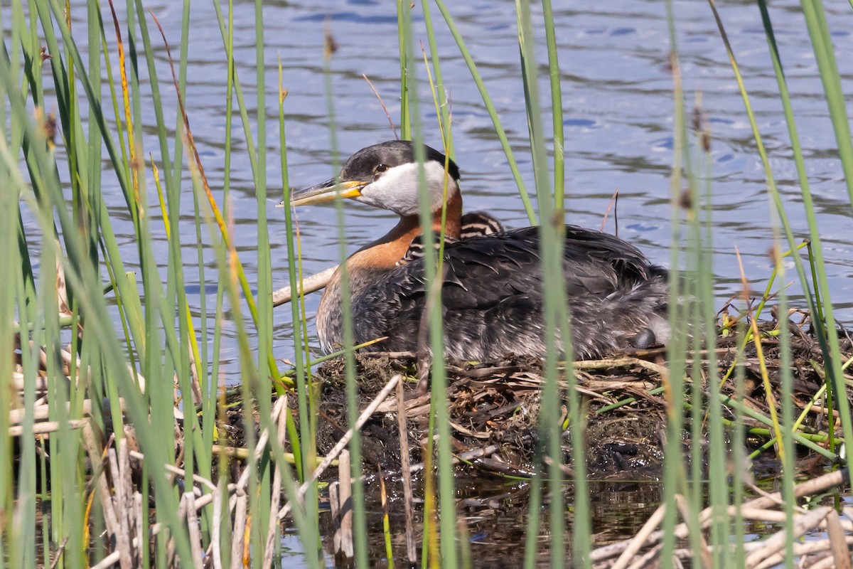 Red-necked Grebe - ML620992779