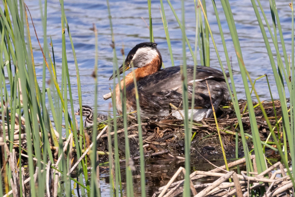Red-necked Grebe - ML620992780