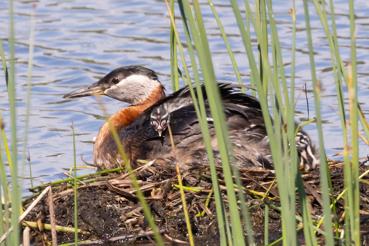 Red-necked Grebe - ML620992783