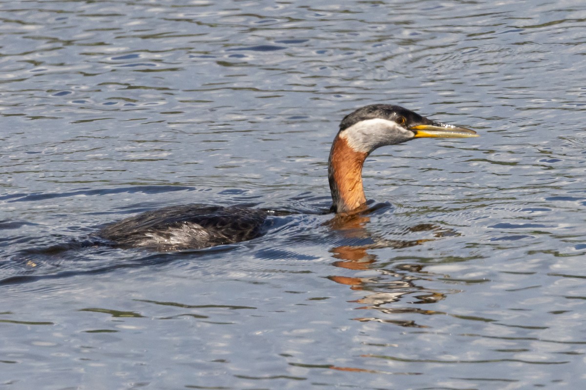Red-necked Grebe - ML620992789