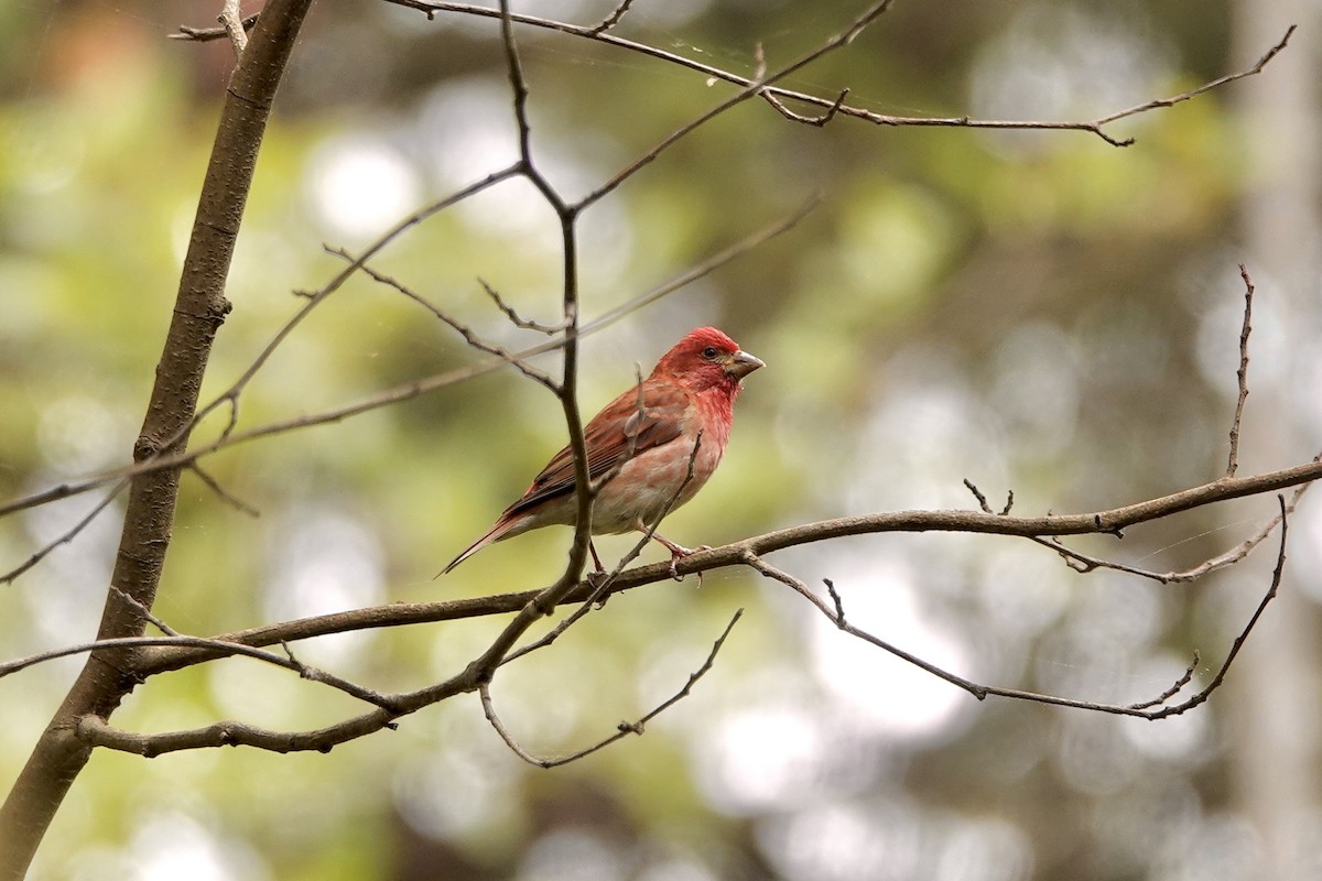 Purple Finch - ML620992793