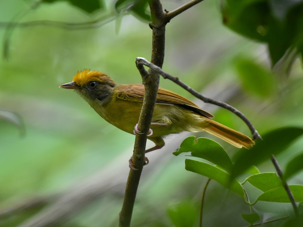 Tawny-crowned Greenlet - ML620992798