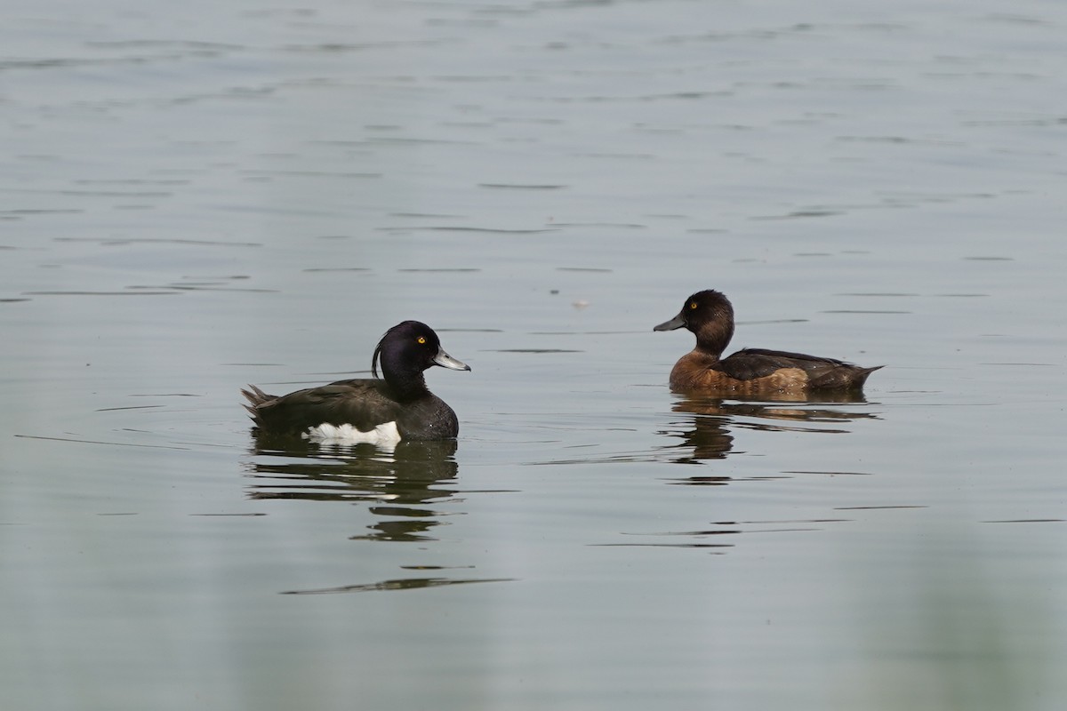 Tufted Duck - ML620992825
