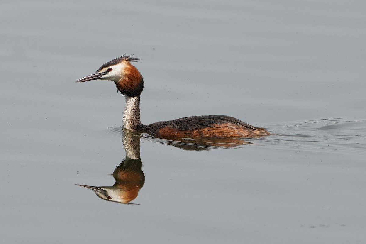 Great Crested Grebe - ML620992832
