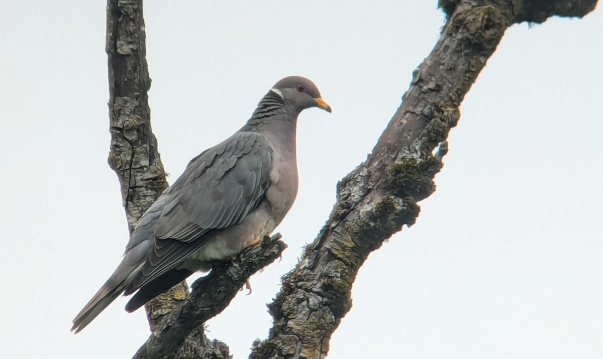 Band-tailed Pigeon - Jon. Anderson