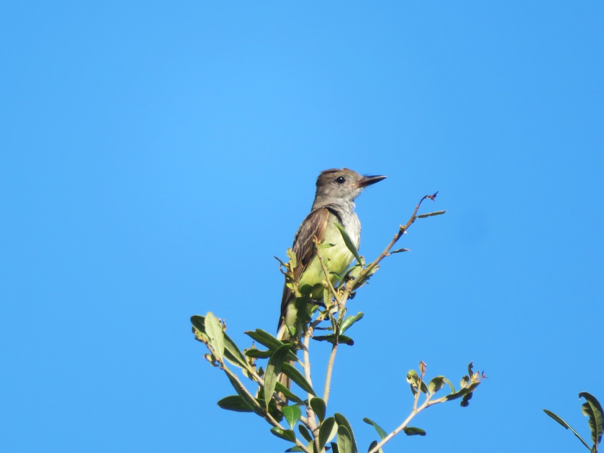 Great Crested Flycatcher - ML620992897