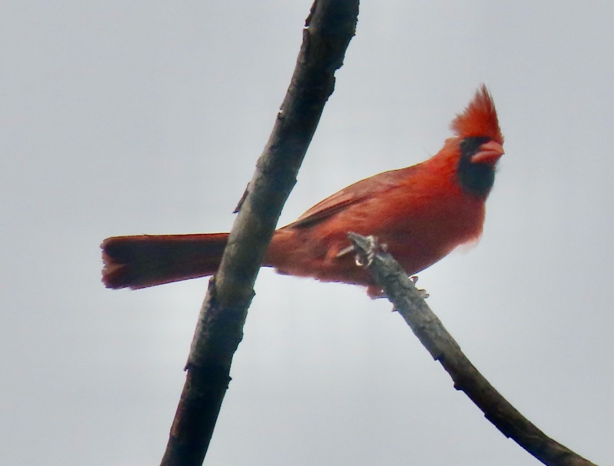 Cardinal rouge - ML620992905