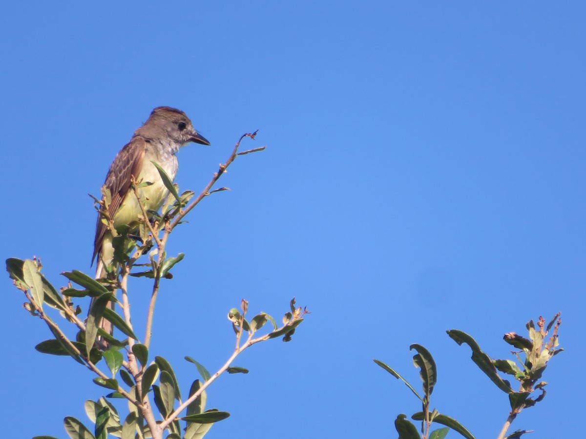 Great Crested Flycatcher - ML620992907