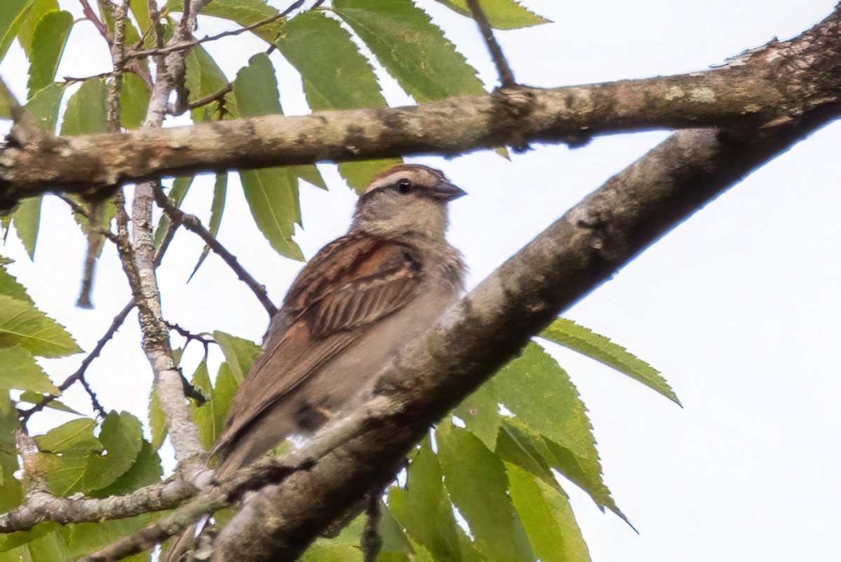 Chipping Sparrow - ML620992923
