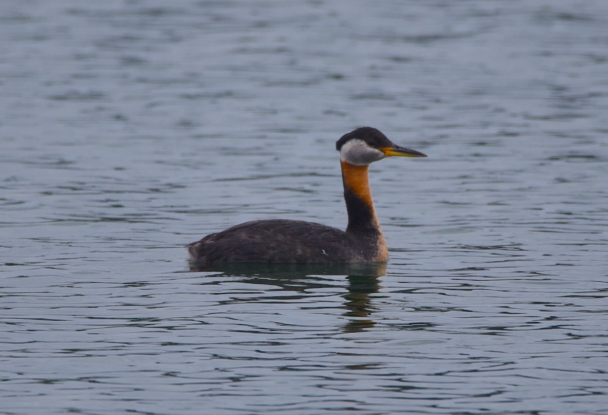 Red-necked Grebe - ML620992931