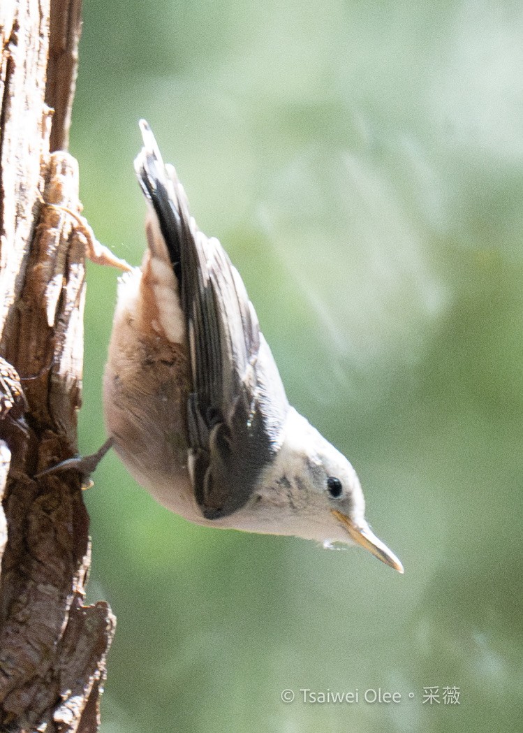 White-breasted Nuthatch - ML620992933
