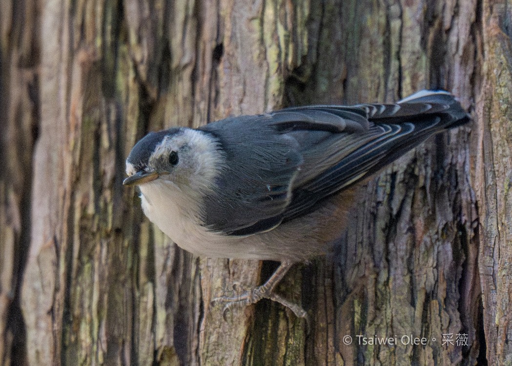 White-breasted Nuthatch - ML620992934