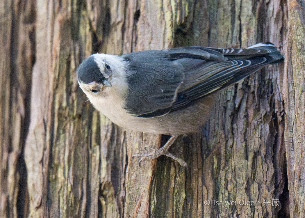 White-breasted Nuthatch - ML620992935