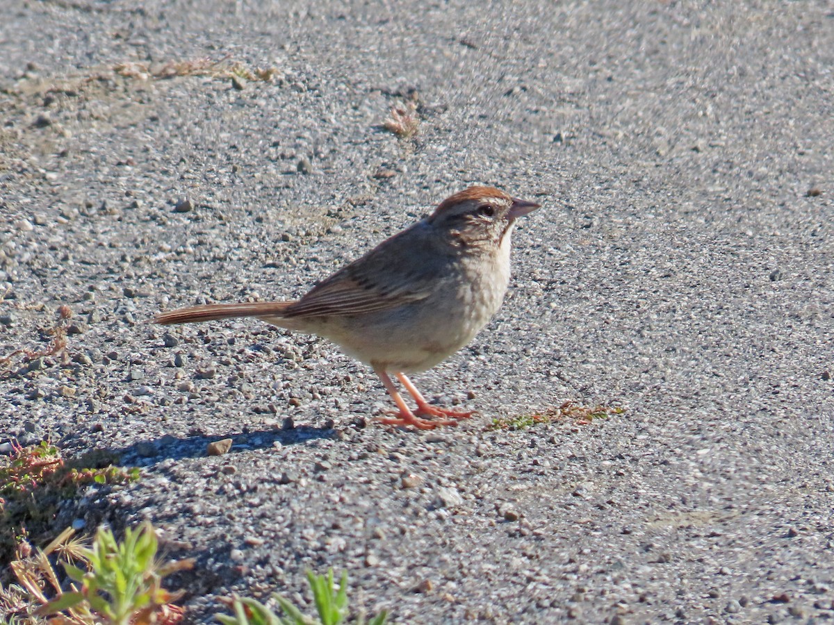 Rufous-crowned Sparrow - ML620992967