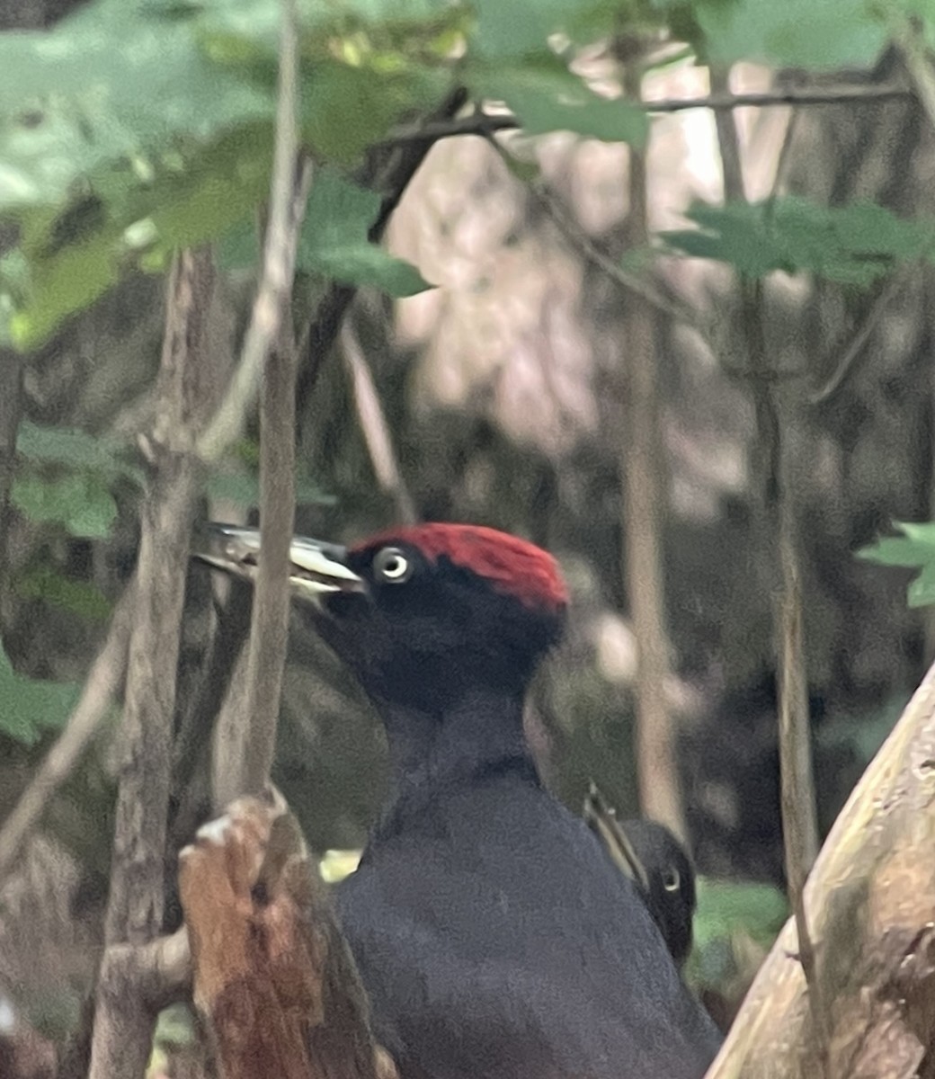 Black Woodpecker - ML620993027