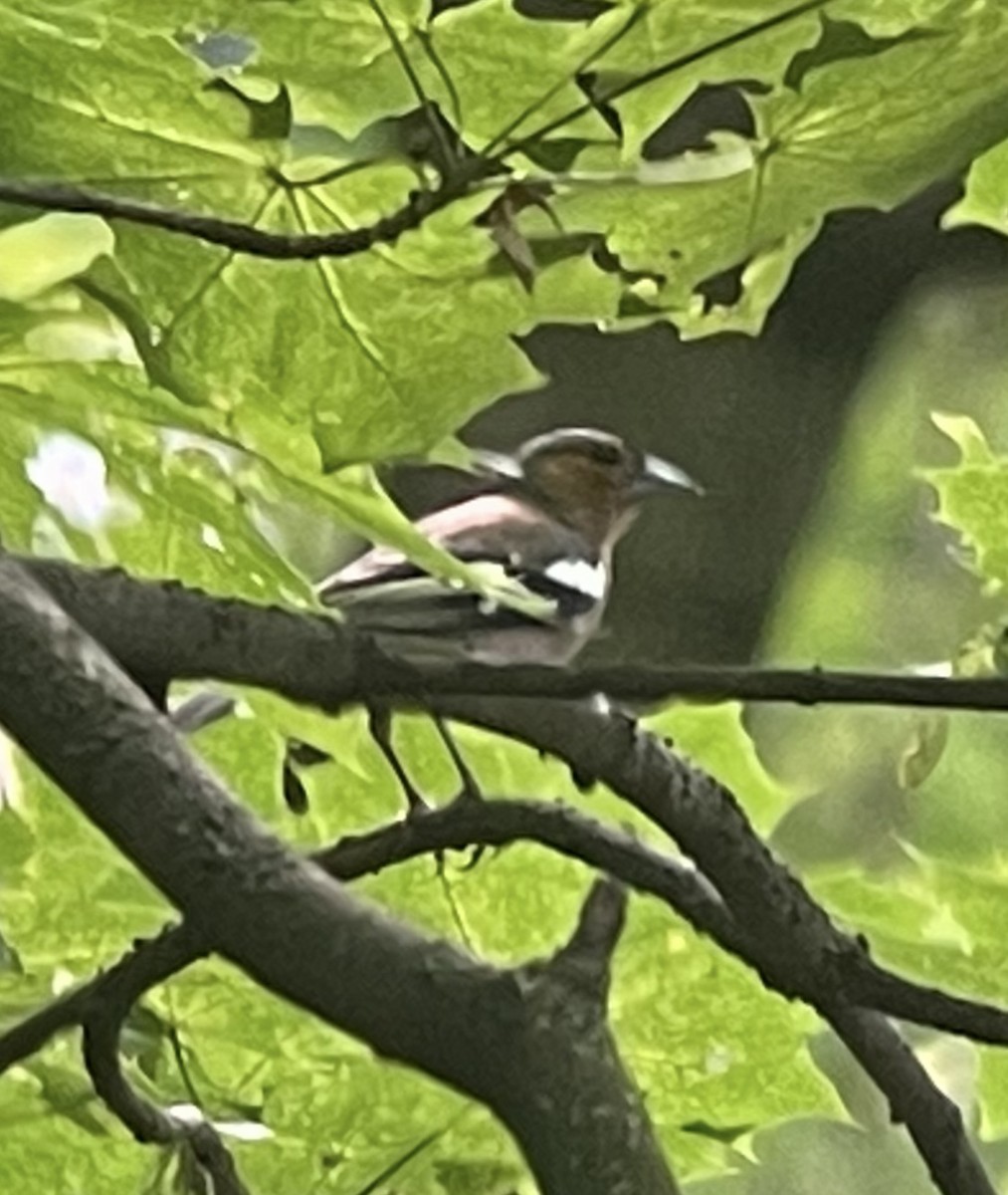 Common Chaffinch - ML620993055