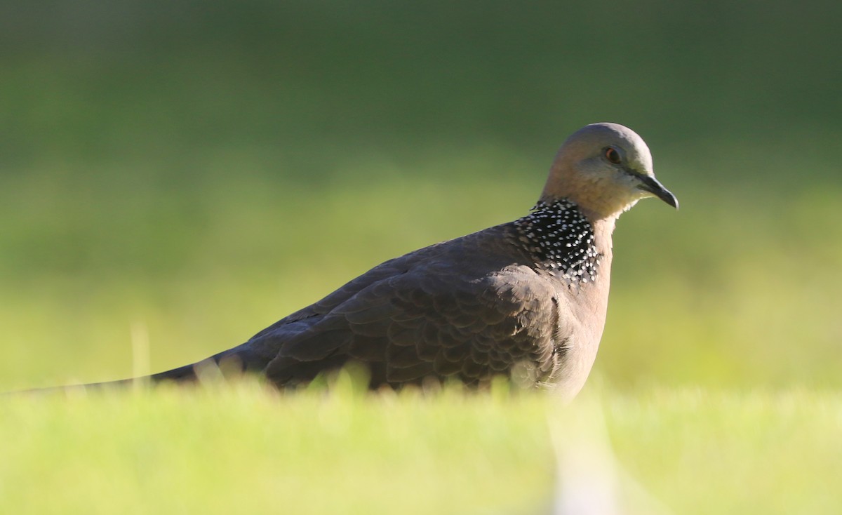 Spotted Dove - ML620993085