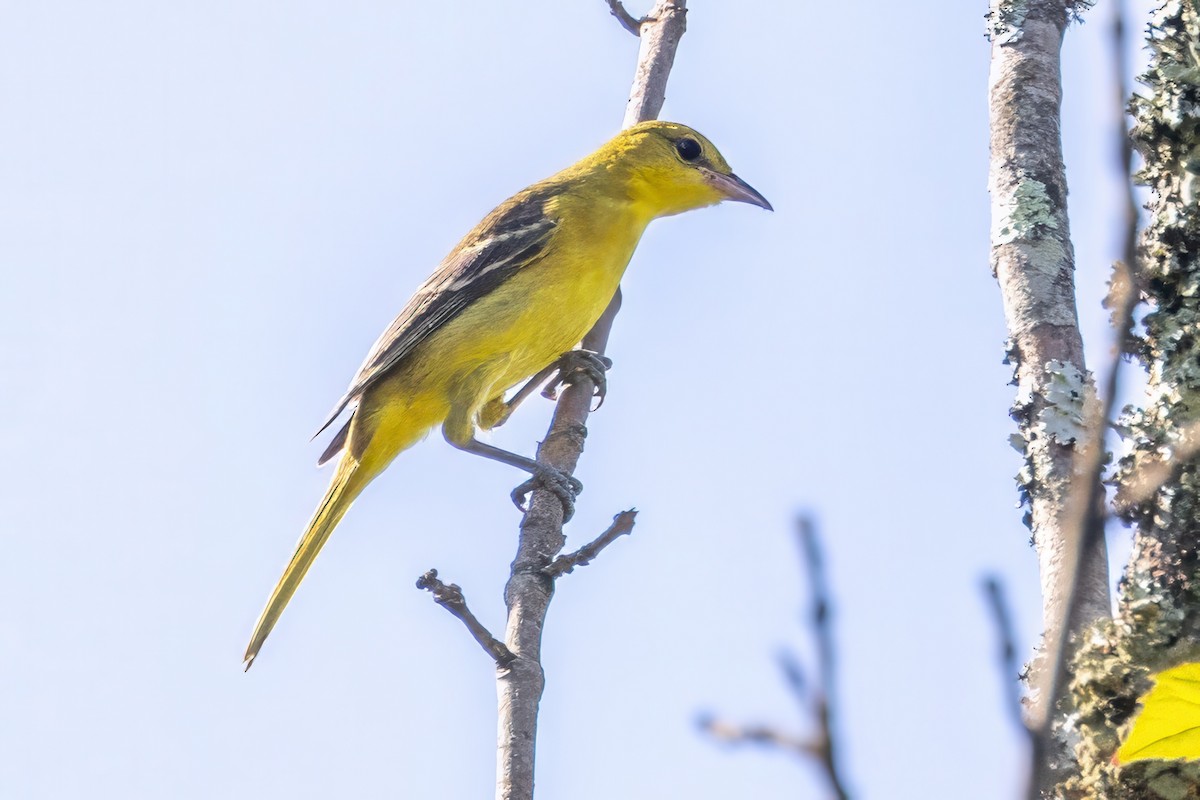 Orchard Oriole - ML620993107