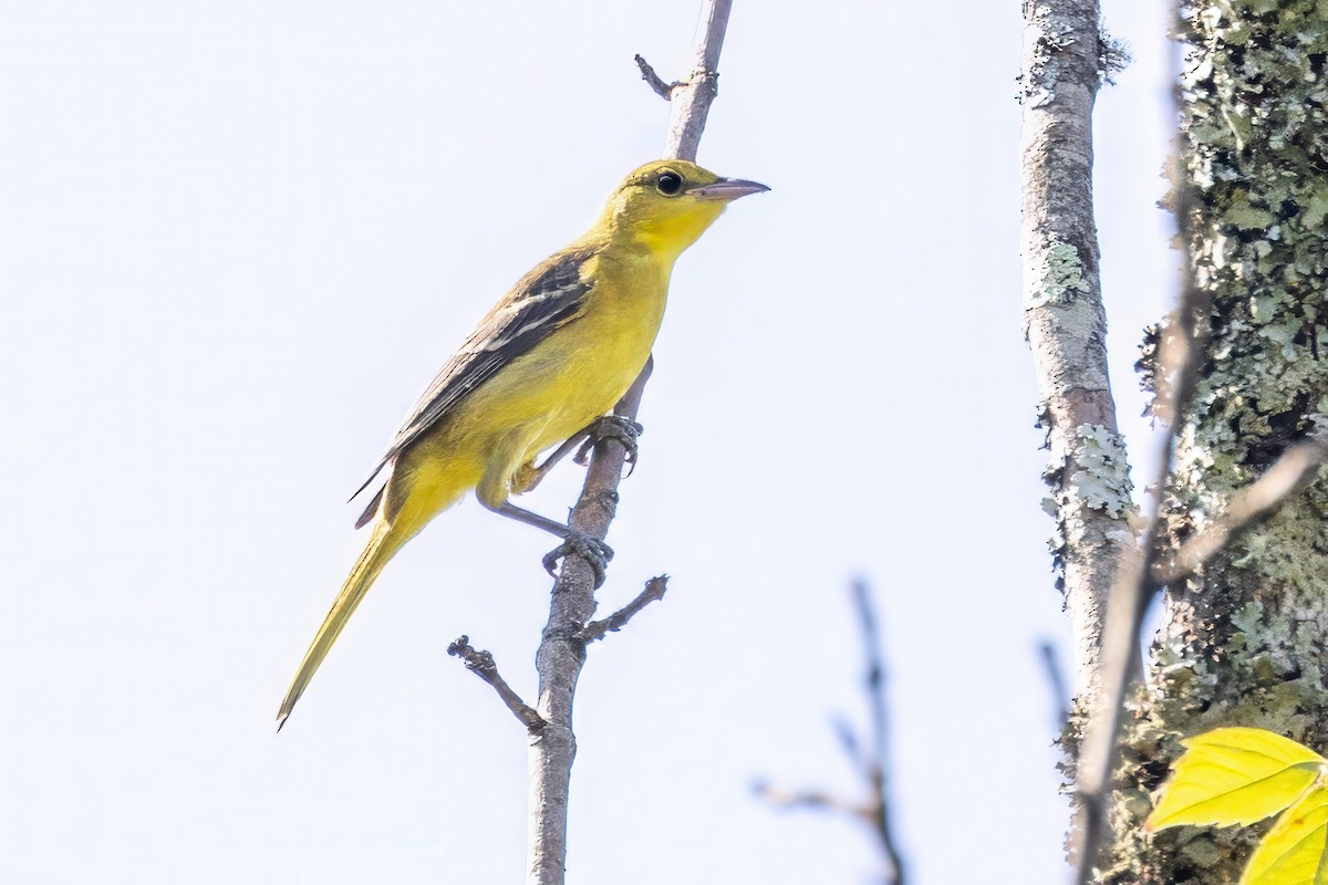 Orchard Oriole - ML620993108