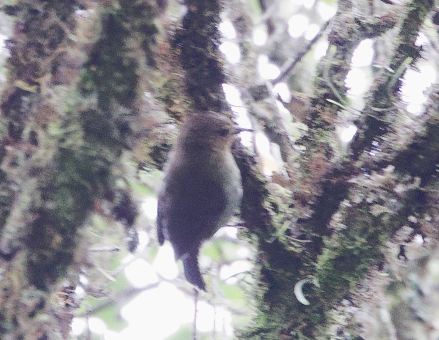 Large Scrubwren - ML620993187