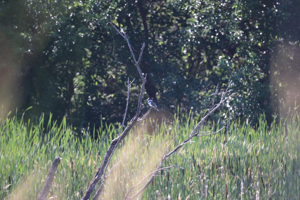 Belted Kingfisher - ML620993202