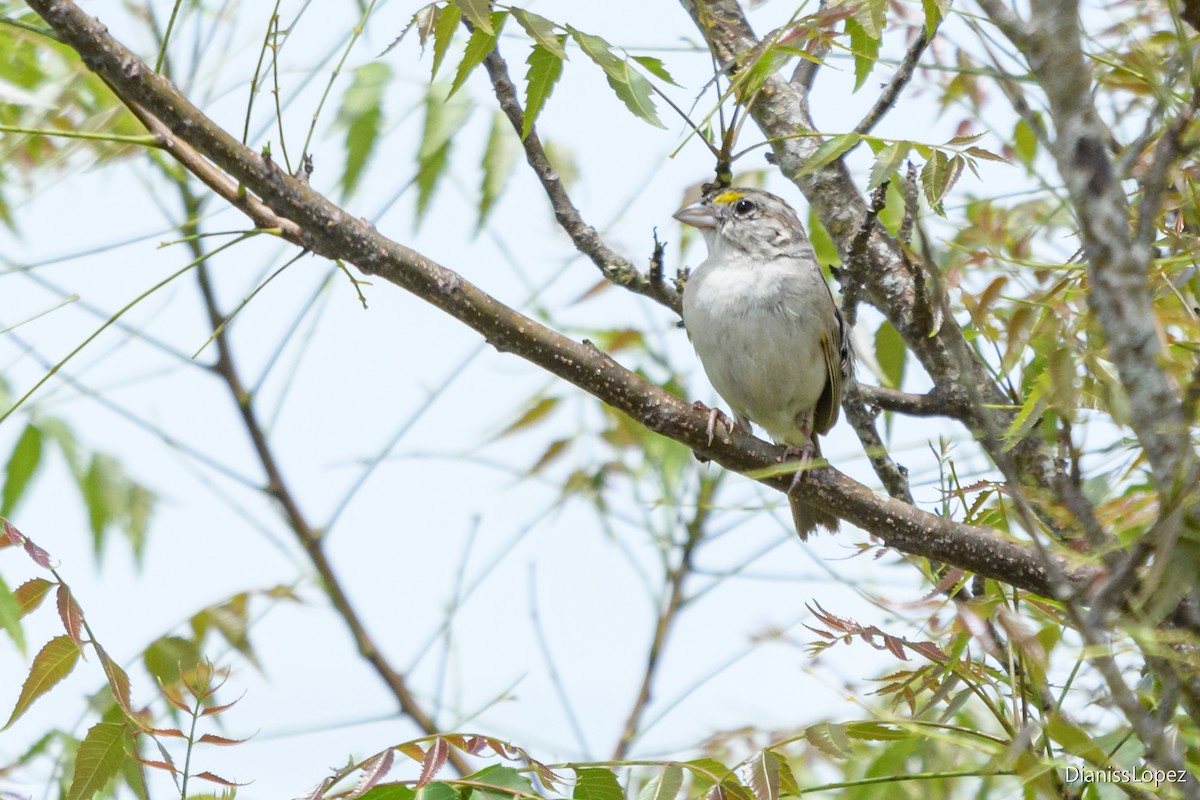 Grassland Sparrow - ML620993226