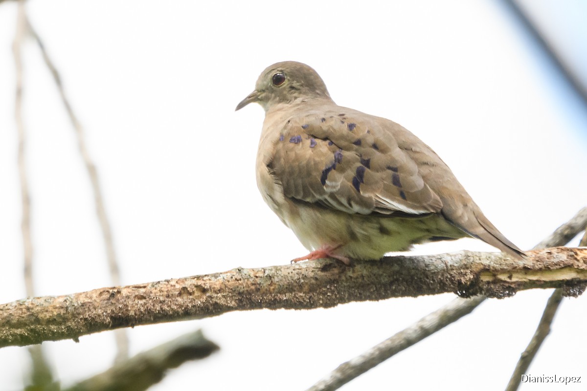 Plain-breasted Ground Dove - ML620993231