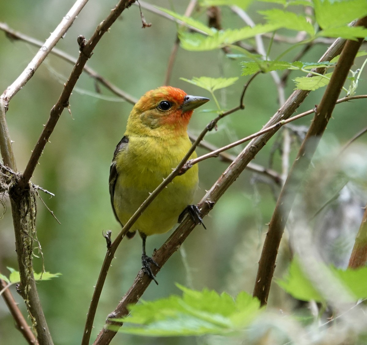 Western Tanager - ML620993255