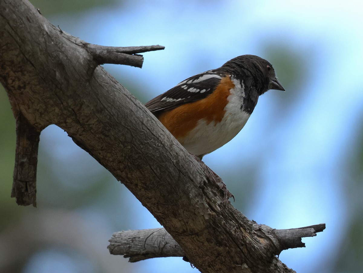 Spotted Towhee - ML620993293