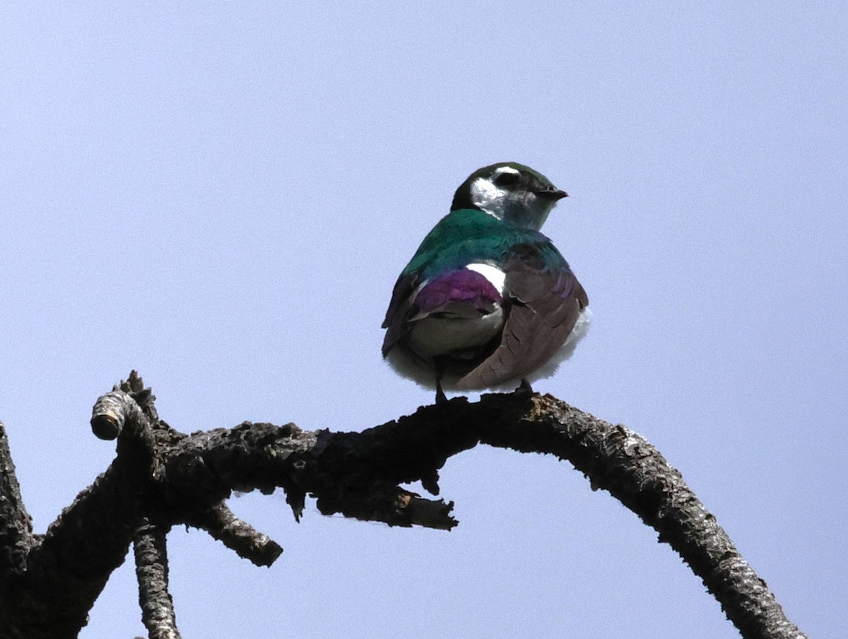 Violet-green Swallow - ML620993323