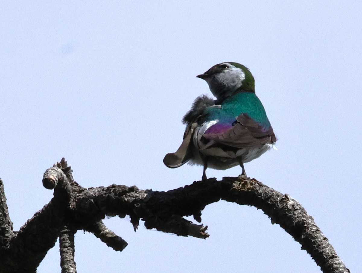 Violet-green Swallow - ML620993324