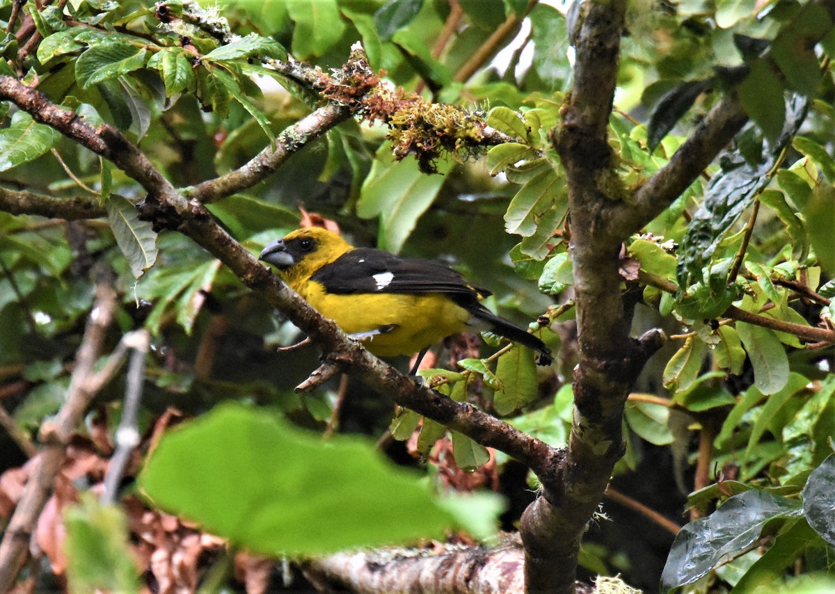 Black-thighed Grosbeak - ML620993331