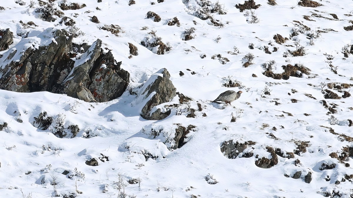 Tibetan Snowcock - ML620993338