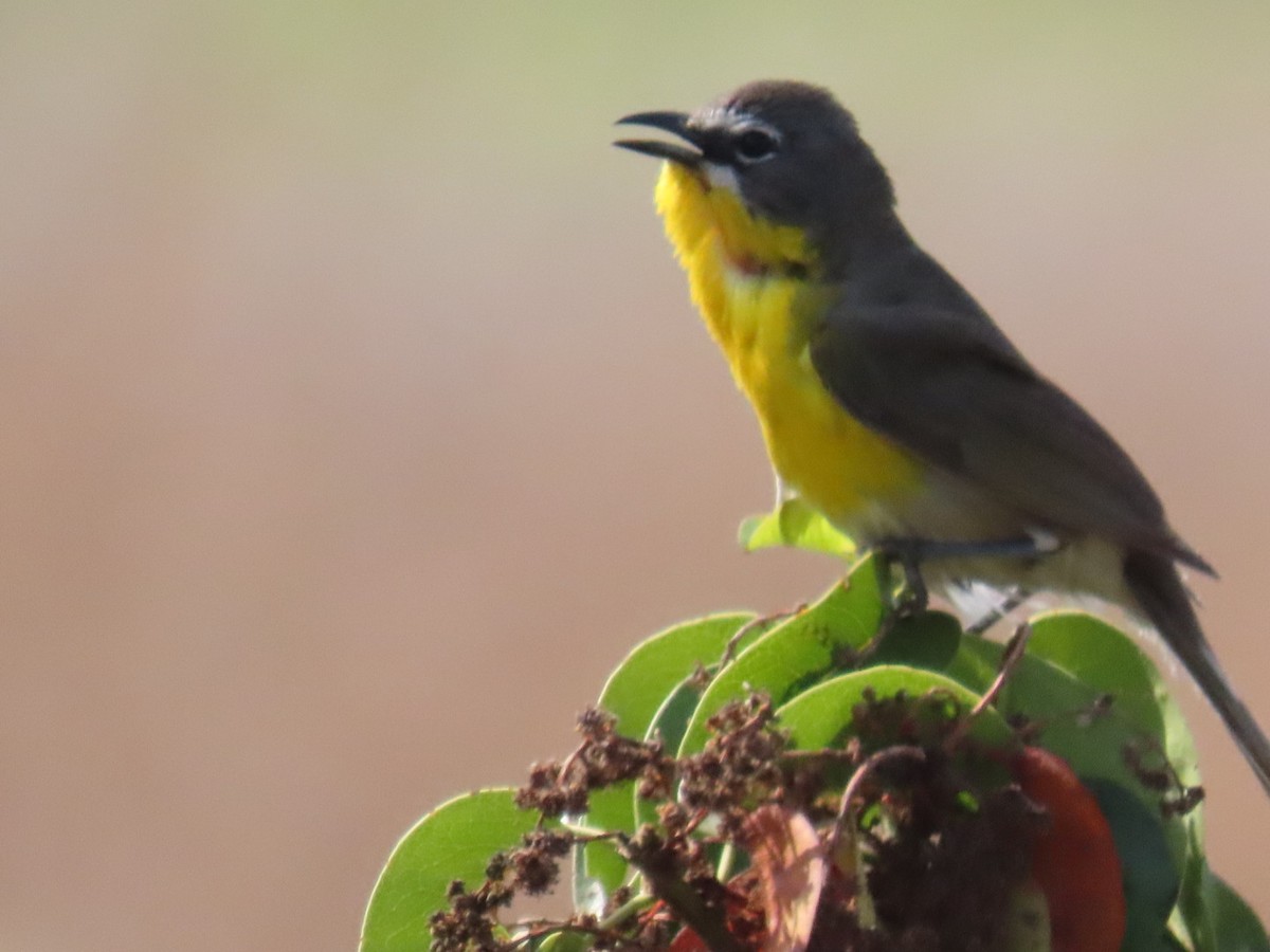 Yellow-breasted Chat - ML620993355