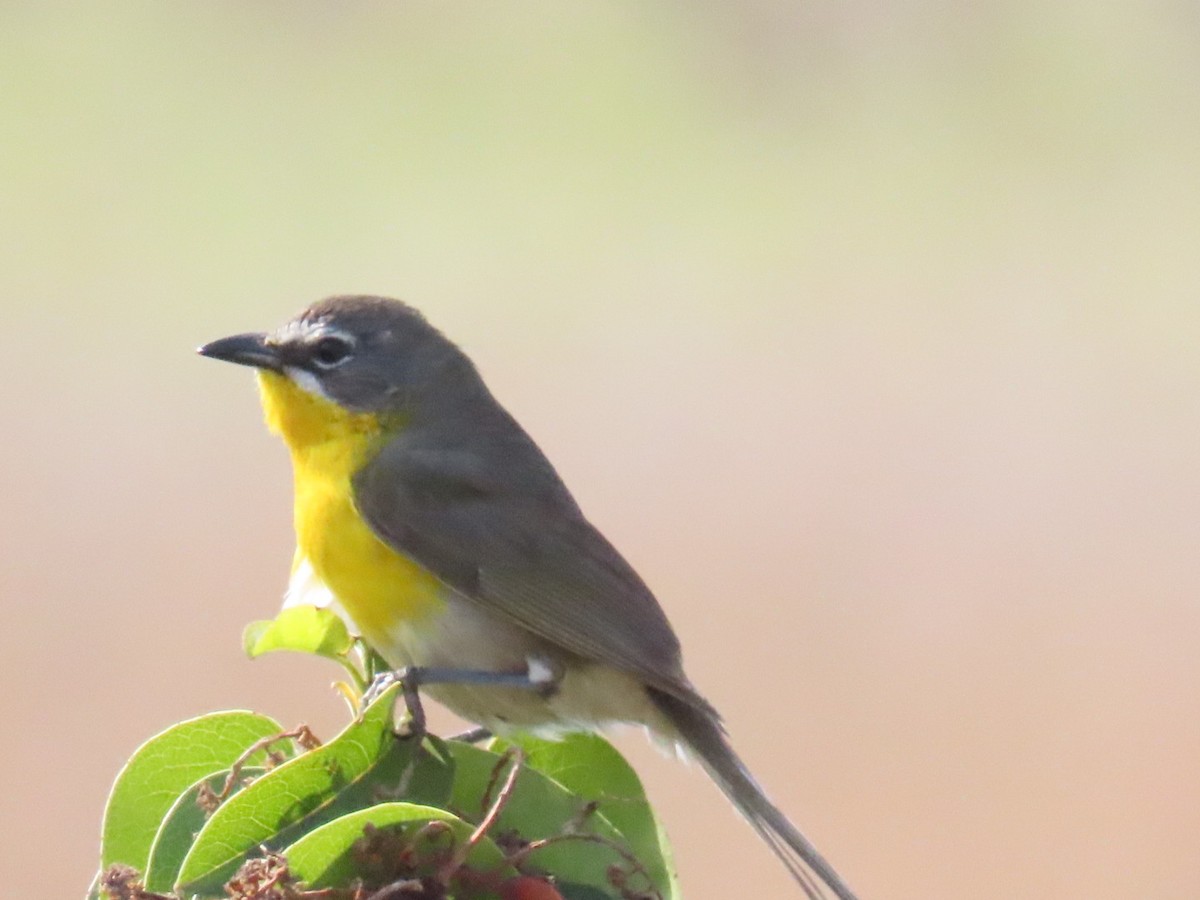 Yellow-breasted Chat - ML620993356