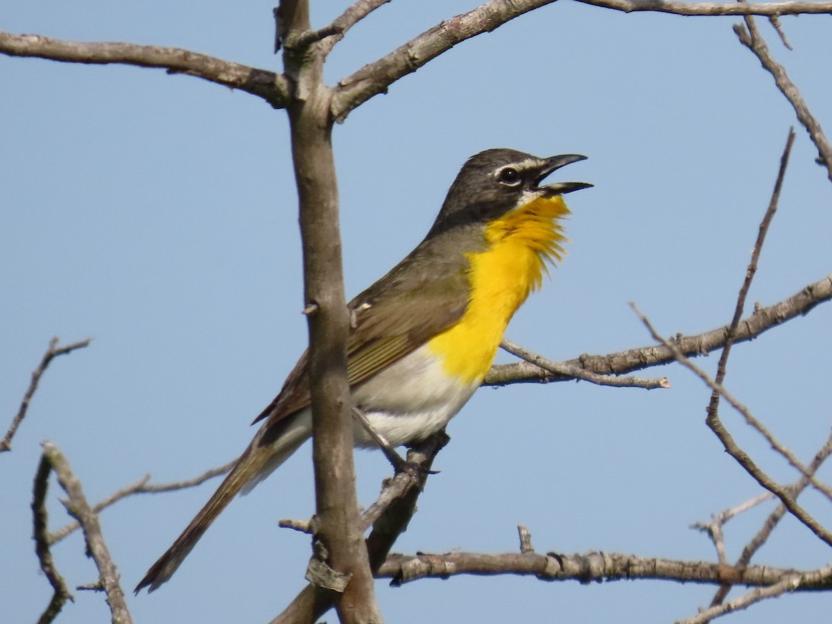 Yellow-breasted Chat - ML620993357