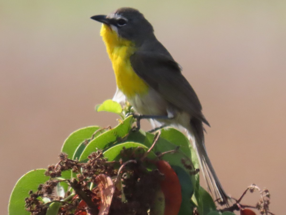Yellow-breasted Chat - ML620993358